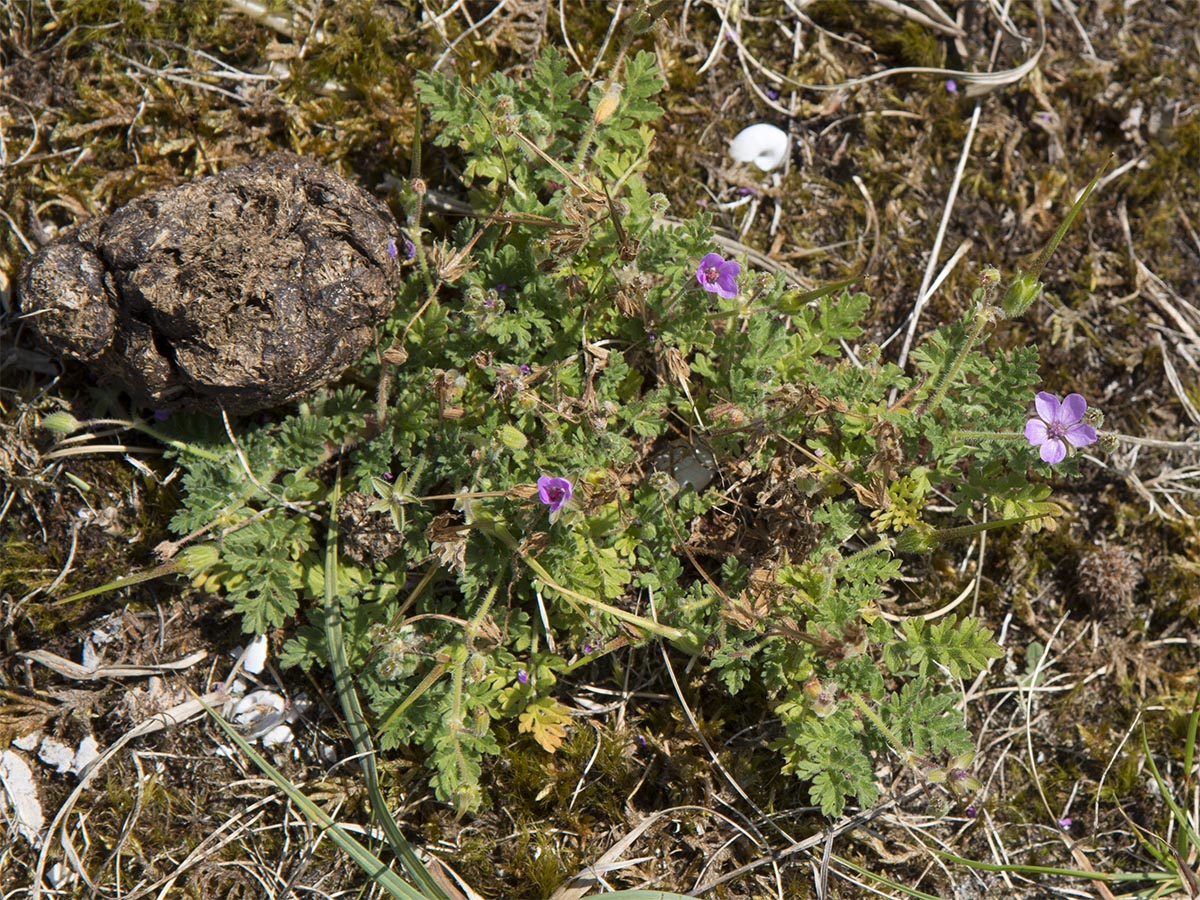 Erodium cicutarium